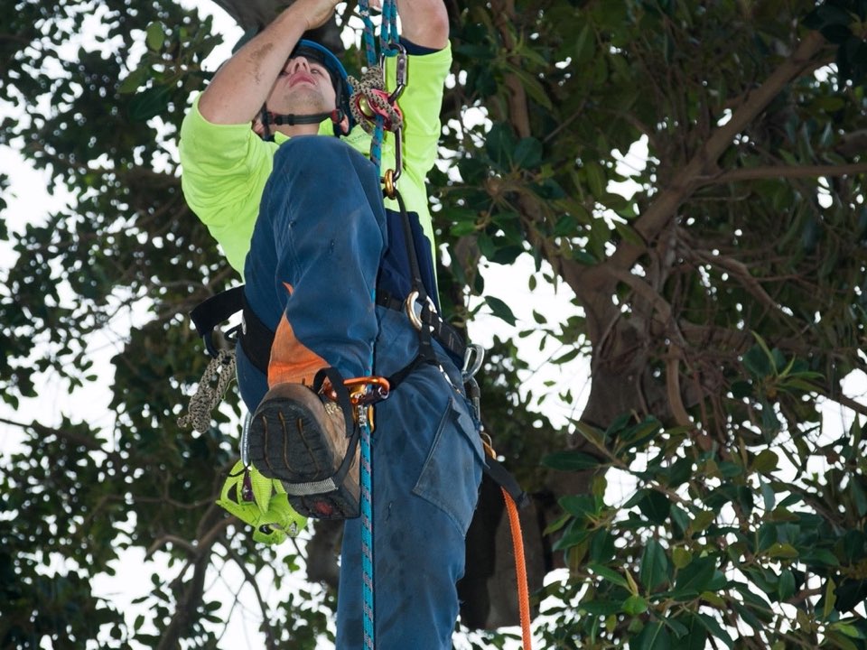 Qualified arborist working in a mature tree during an Enviro Trees UK survey in Aberdeenshire