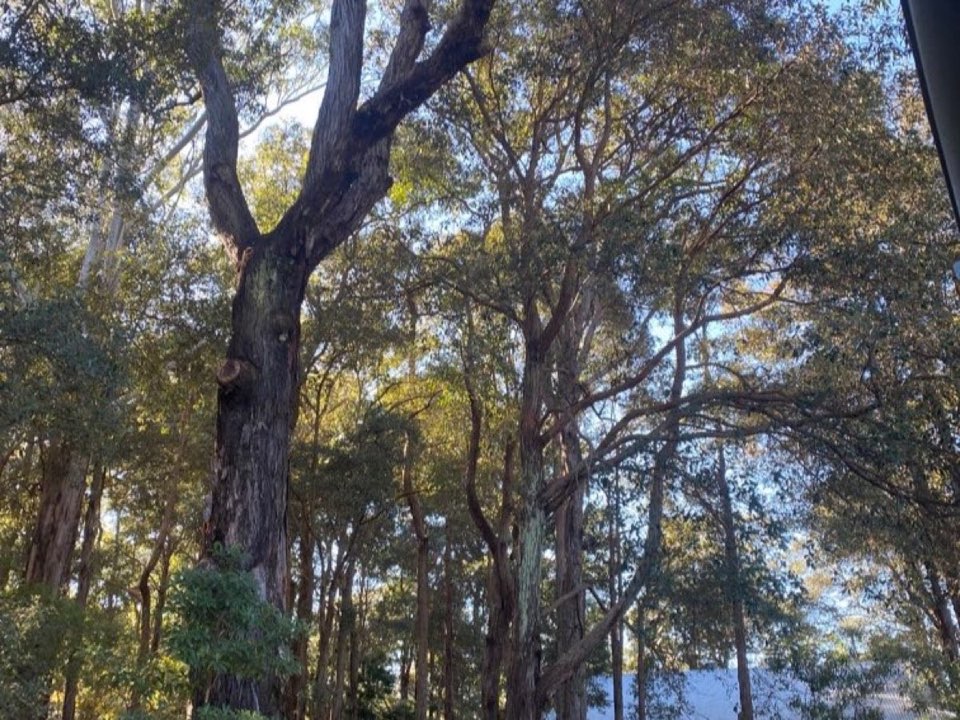 Mature trees in Aberdeenshire parkland with a property visible in the background